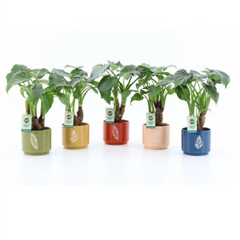 Alokazija cucullata Cucullata on stem in Artistique ceramic 1 pp 50cm 13cm Q237