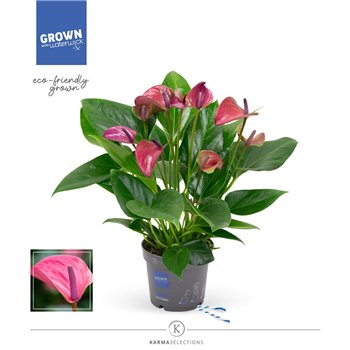 Anthurium andr  karma purple - KARMA Purple | 12cm 5 fl 2 pp 43cm 12cm Q450