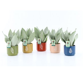 Taščin jezik - Sanseveria trifasciata moonshine Sanseviera Moonshine in Artistique ceramic 3 pp 35cm 13cm Q1872