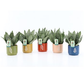 Taščin jezik - Sanseveria trifasciata black coral Black Coral in Artistique ceramic 3 pp 35cm 13cm Q1917