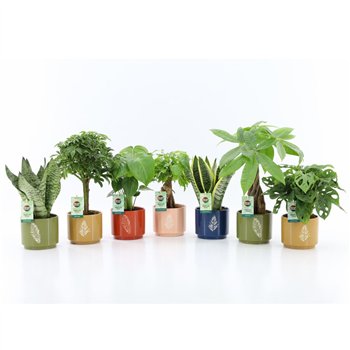 Miks lončnic Easy to Care mix in Artistique ceramic 1 pp 35cm 13cm Q2078