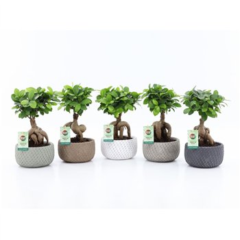 Fikus microcarpa ginseng micr  Ginseng in Classic Stone 1 pp 30cm 16cm Q2754