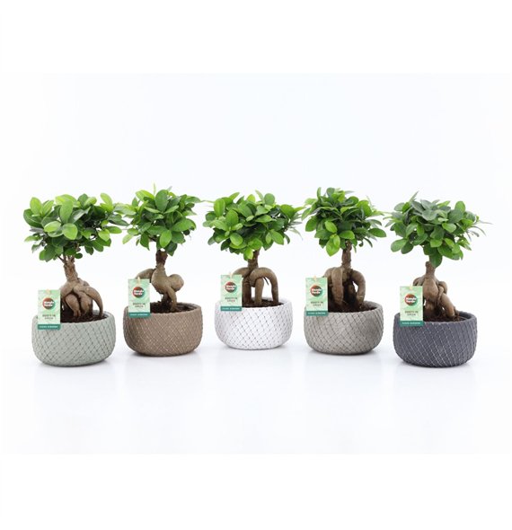 Fikus microcarpa ginseng micr  Ginseng in Classic Stone 1 pp 30cm 16cm Q2754