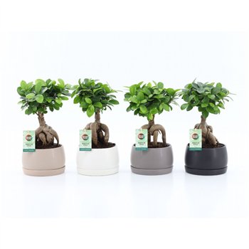 Fikus microcarpa ginseng micr  Ginseng in Shengzi Schalen 1 pp 30cm 16cm Q2756