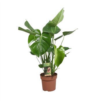 Monstera deliciosa Deliciosa2 pp 50cm 17cm Q3475