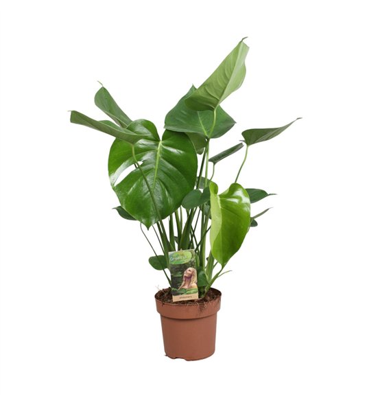 Monstera deliciosa Deliciosa2 pp 50cm 17cm Q3475