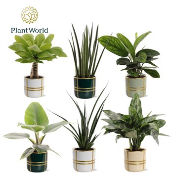 Miks lončnic Groenmix Miami (several kinds) in pot Lauri 2 pp 40cm 12cm Q4983