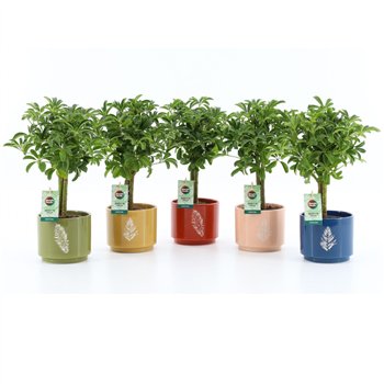 Šeflera arboricola luseana Luseana in Artistique ceramic 2 pp 40cm 13cm Q5480