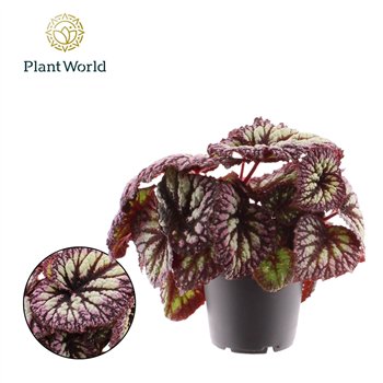 Begonija leaf rex Fireworks 3 pp 25cm 12cm Q764