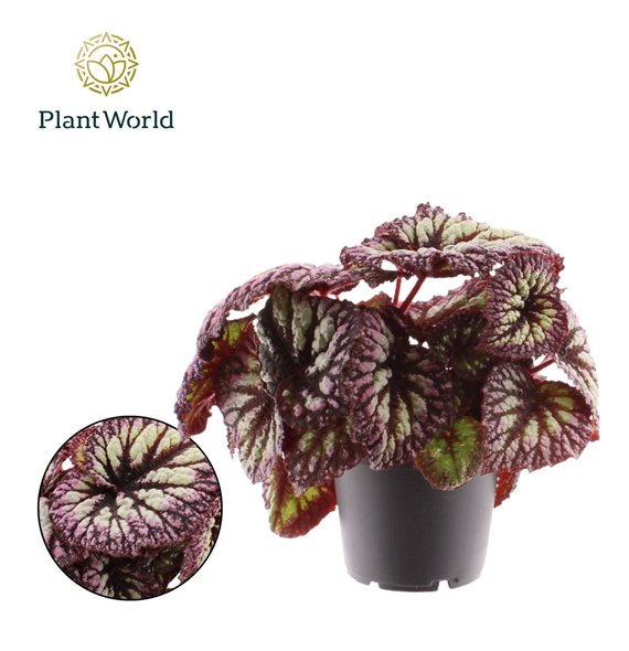 Begonija leaf rex Fireworks 3 pp 25cm 12cm Q764