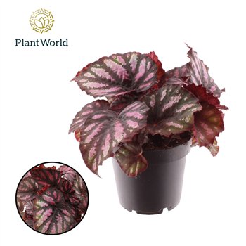 Begonija leaf magic colours rumba rex Rumba 3 pp 25cm 12cm Q771