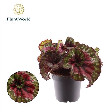 Begonija leaf rex magic colours macarena Macarena 3 pp 25cm 12cm Q784