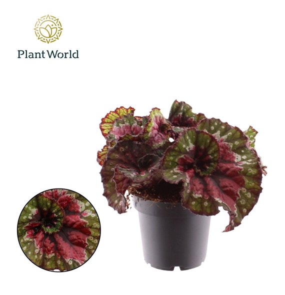 Begonija leaf rex magic colours macarena Macarena 3 pp 25cm 12cm Q784