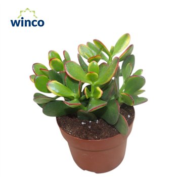 Crassula ovata sunset Sunset 20cm 12cm Q1081