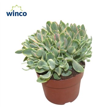 Crassula Rusby Variagata 25cm 12cm Q1100