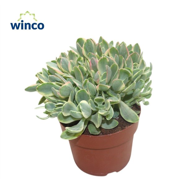 Crassula Rusby Variagata 25cm 12cm Q1100