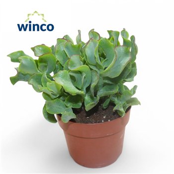 Crassula arborescens undilatifolia Undilatifolia 20cm 12cm Q1189