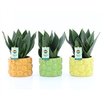 Taščin jezik - Sanseveria trifasciata Black Diamond in Dolce Frutta 3 pp 35cm 15cm Q1871