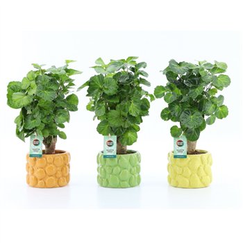 Polyscias Green Lemon in Dolce Frutta 1 pp 40cm 15cm Q5068