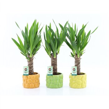 Juka 25cm wood 3+ heads in La Dolce Frutta 1 pp 50cm 15cm Q5202