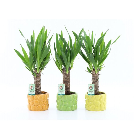 Juka 25cm wood 3+ heads in La Dolce Frutta 1 pp 50cm 15cm Q5202
