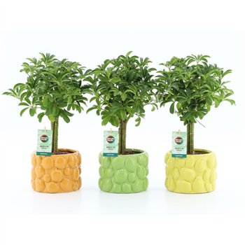 Šeflera arboricola luseana Luseana in Dolce Frutta 2 pp 40cm 15cm Q5479
