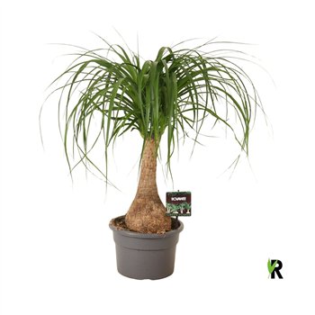 Nolina Beaucarnea recurvata rec  rechte stem 1 stems plnt pp 65cm 21cm Q696