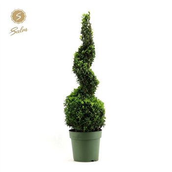 Buxus sempervirens Sempervirens Spiral 90cm 23cm Q851