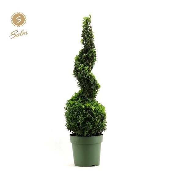 Buxus sempervirens Sempervirens Spiral 90cm 23cm Q851
