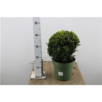 Buxus sempervirens Semp  Ball 40cm 21cm Q852