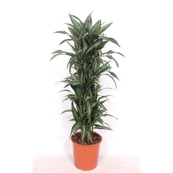 Dracena fragr  der ulises Ulises12 pp 140cm 30cm Q2149