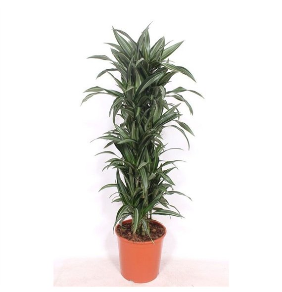 Dracena fragr  der ulises Ulises12 pp 140cm 30cm Q2149