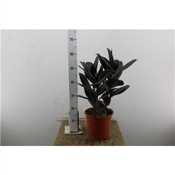 Fikus elstica abidjan Elastica Abidjan 80cm 21cm Q2567