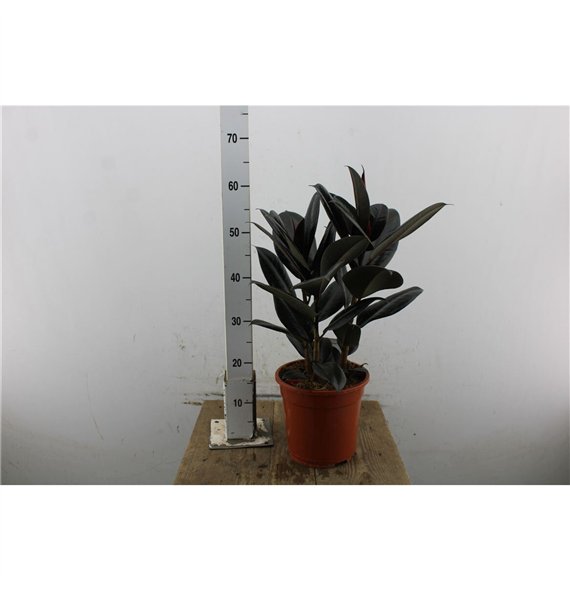 Fikus elstica abidjan Elastica Abidjan 80cm 21cm Q2567