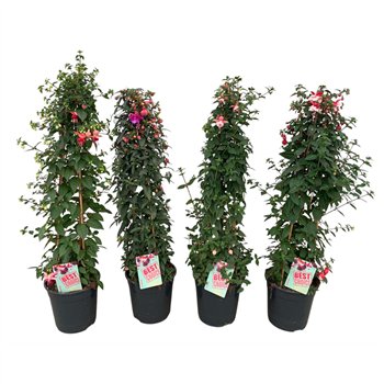 Fuchsia P24 MIX 115cm 24cm Q2651