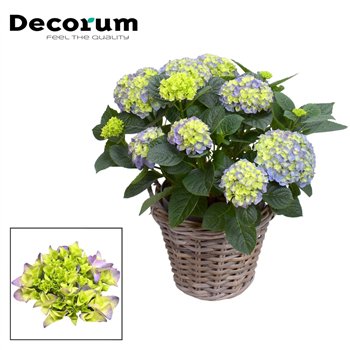 Hortenzija macr  hi river bulb Blue 10 - 15 heads in Rattan Košara (Decorum) fl 55cm 23cm Q2872