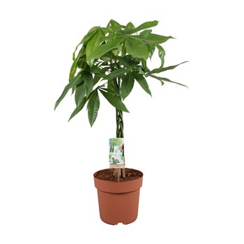 Pachira aquatica vlecht - hoogte 80-905 pp 80cm 21cm Q4220