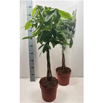 Pachira aquatica 100cm 21cm Q4233