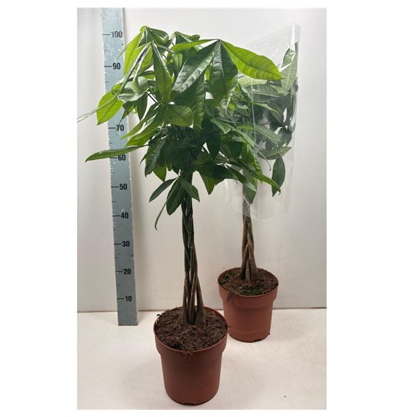 Pachira aquatica 100cm 21cm Q4233