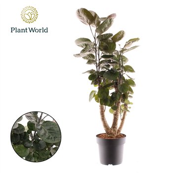 Polyscias fabian Fabian branched 1 pp 80cm 21cm Q4761