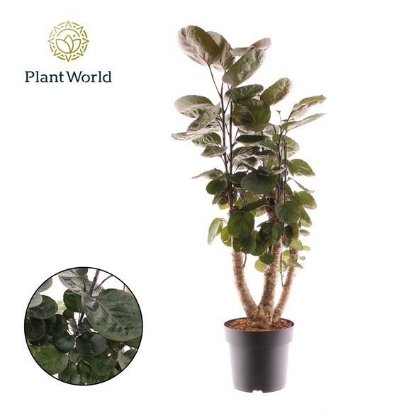 Polyscias fabian Fabian branched 1 pp 80cm 21cm Q4761