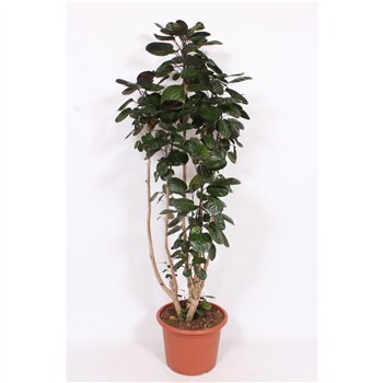 Polyscias fabian 210cm 45cm Q4793