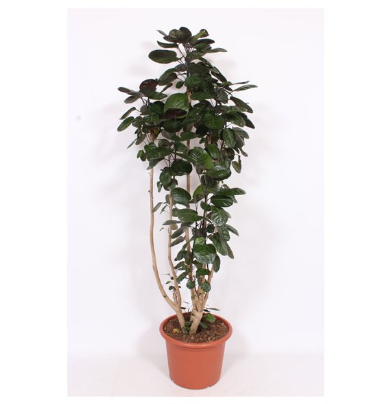 Polyscias fabian 210cm 45cm Q4793