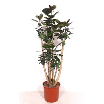 Polyscias fabian 170cm 34cm Q4794