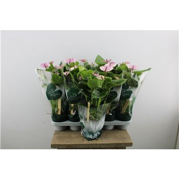 Anthurium andr  Laguna Anthu An 5+ 35cm 12cm Q465