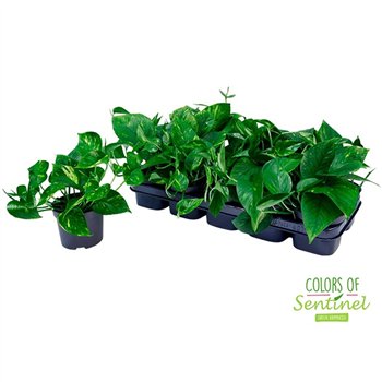 Epipremnum pinnatum aureum Aureum 20cm 12cm Q2420