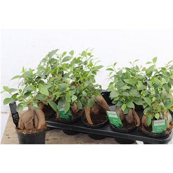 Fikus microcarpa ginseng Retusa 12cm 30cm 12cm Q2449