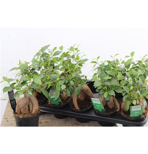 Fikus microcarpa ginseng Retusa 12cm 30cm 12cm Q2449