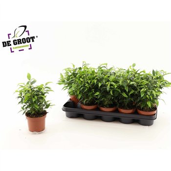 Fikus benjamina natasja Natasja 30cm 12cm Q2574