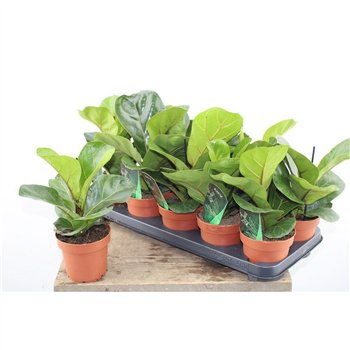 Fikus lyrata bambino 30cm 12cm Q2579